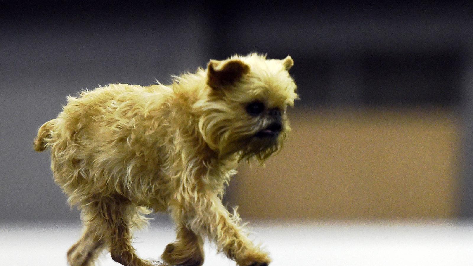 Illusztráció - Brussels griffon/AFP fotó