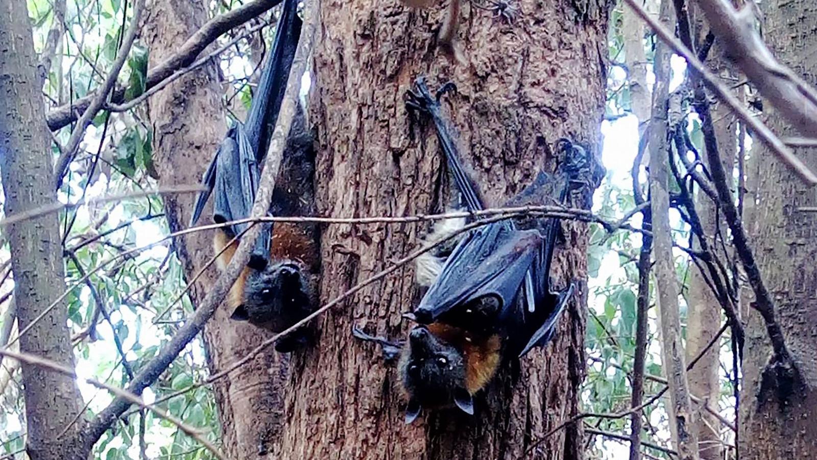 Illusztráció. Veszélyben a repülő rókák (Fotó AFP/HELP SAVE THE WILDLIFE AND BUSHLANDS IN CAMPBELLTOWN)