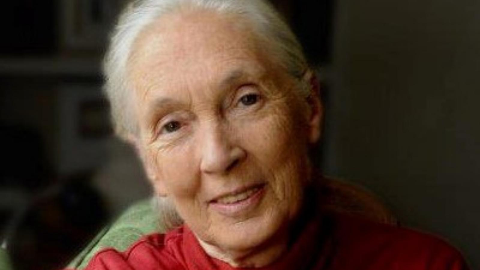 Illusztráció: Facebook/Dr. Jane Goodall