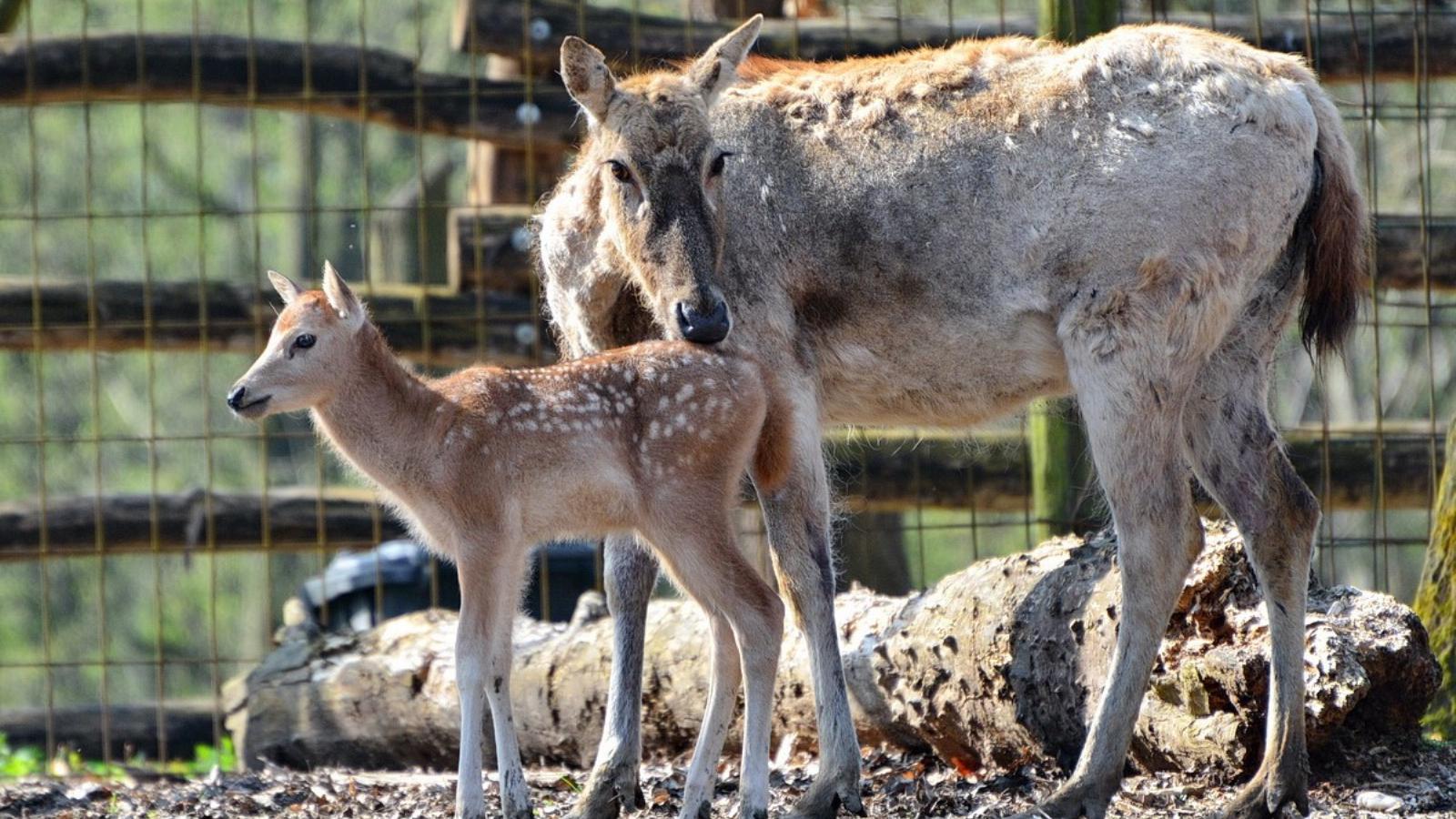 Illusztráció: Miskolci Állatkert és Kultúrpark