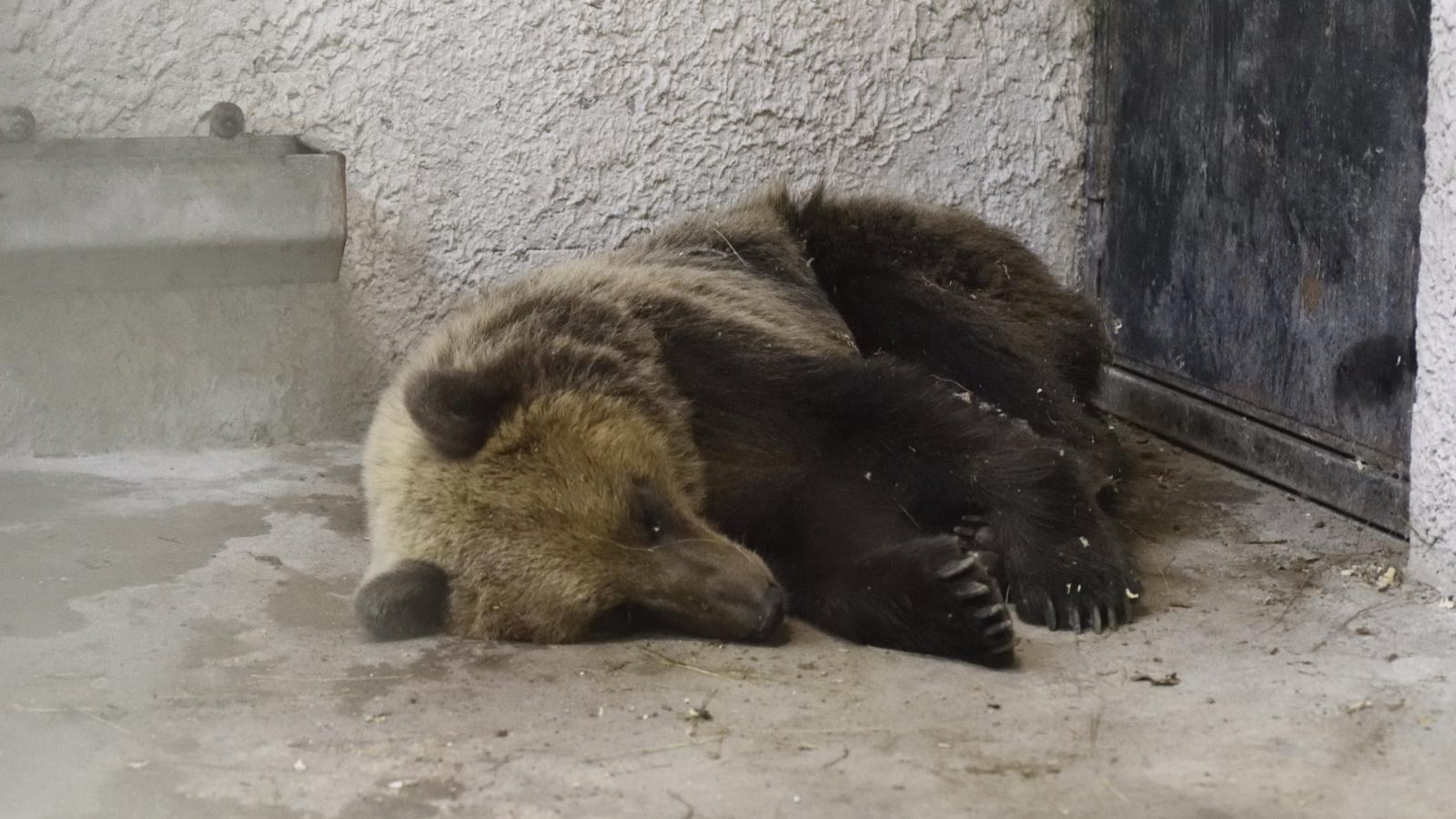 A Szegedi Vadaspark medveházának egyik elkülönítő helyiségében a Sándorfalva közelében altató lövedékkel meglőtt, majd befogott 