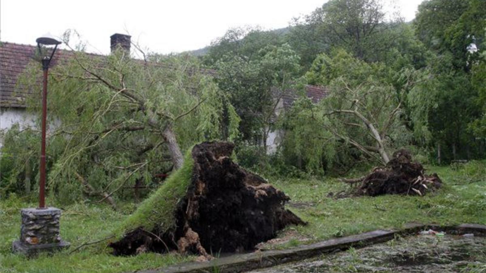 Tornanádaskán fákat döntött ki a vihar. Fotó: MTI, Vajda János