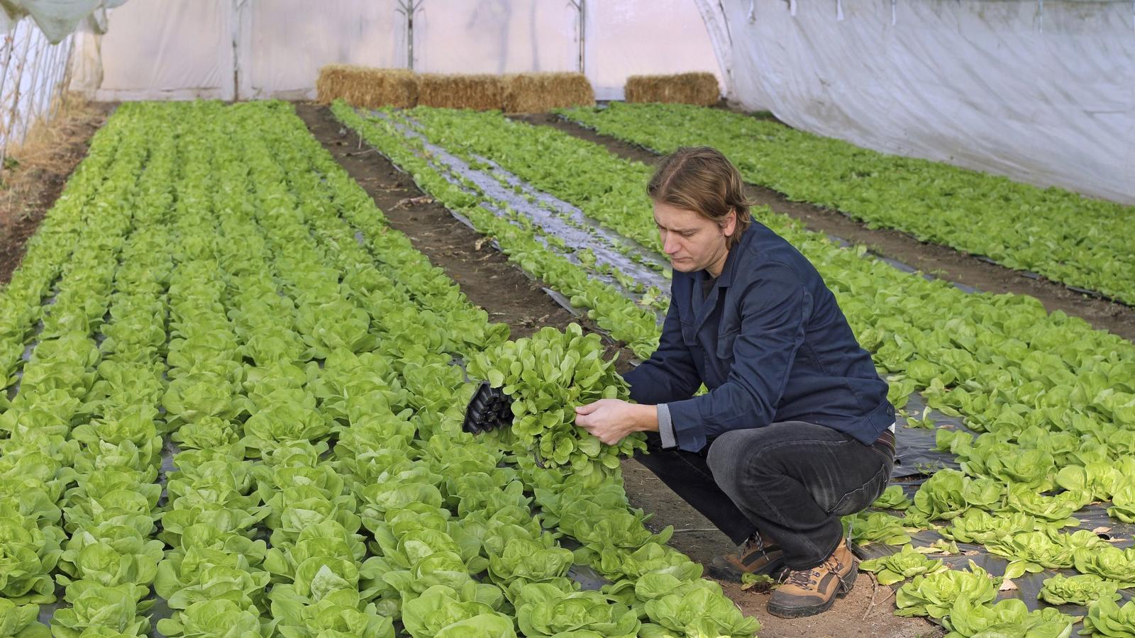 Szinte a világ minden táján találni önkénteseket fogadó szállásadókat, legtöbbször farmok, biogazdaságok
fenntartói várják a se