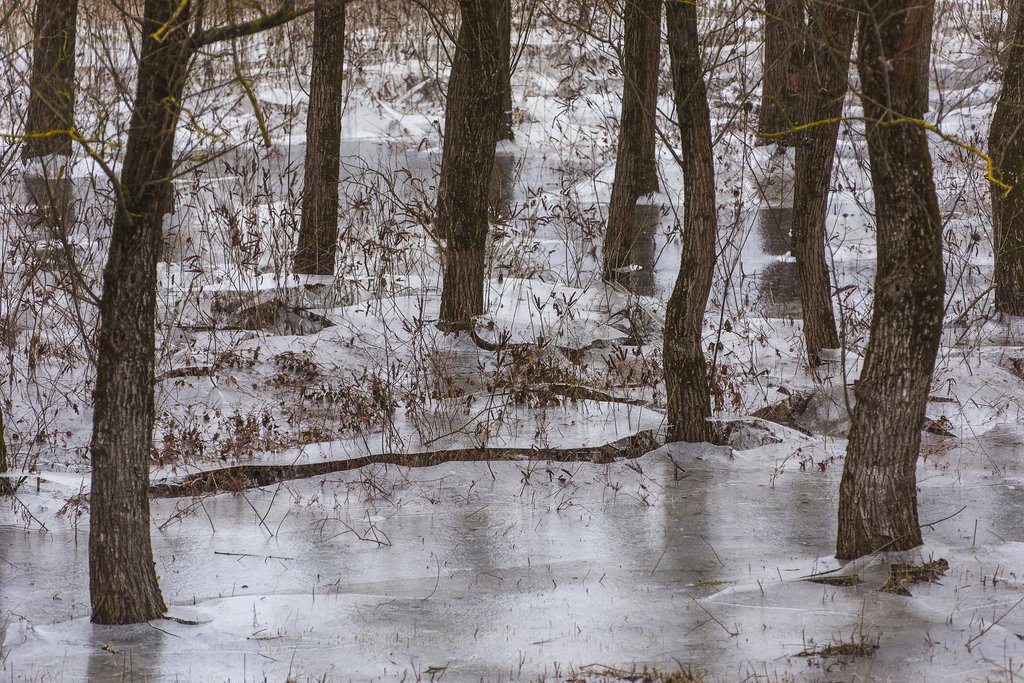 Növényzetre fagyott jégréteg jelzi az apadó Tisza korábbi vízállását a folyó árterében, Tiszaeszlár határában 2017. február 16-án. MTI Fotó: Balázs Attila