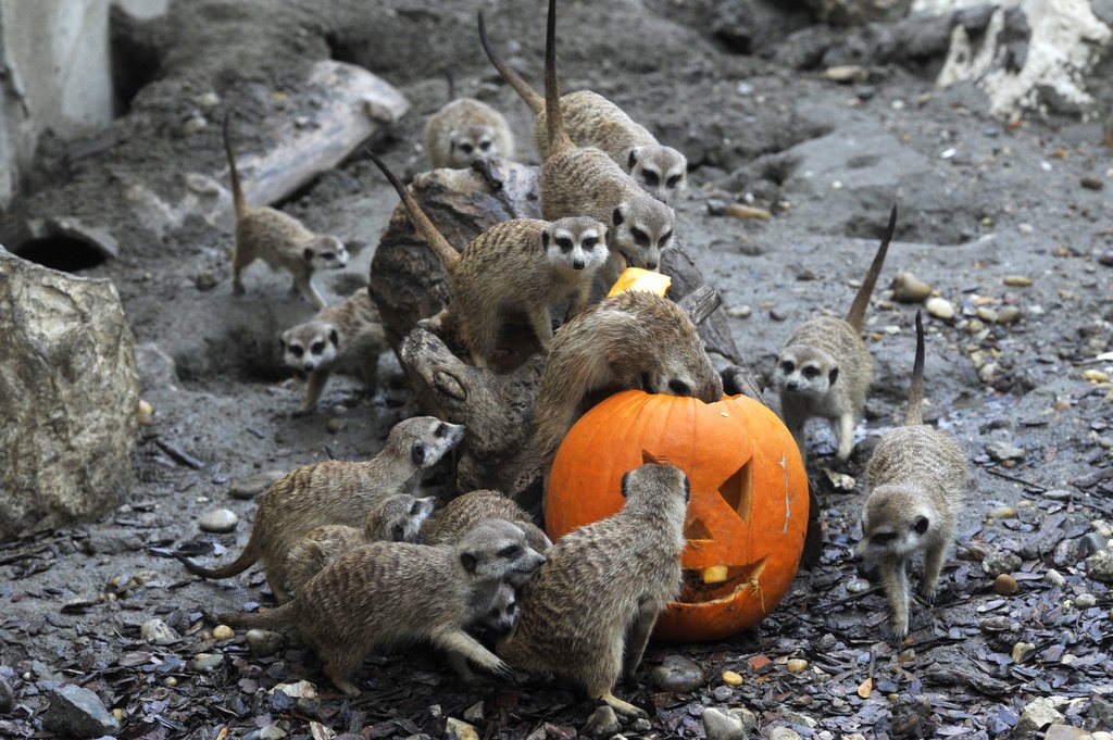 Töklámpásból kapnak enni szurikáták a közelgő halloween ünnep alkalmából a Fővárosi Állat- és Növénykertben 2017. október 27-én. MTI Fotó: Kovács Attila