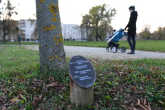 Először minden újszülöttnek fát ültettek, ma egy oklevél mellé 50 ezer forint jár.