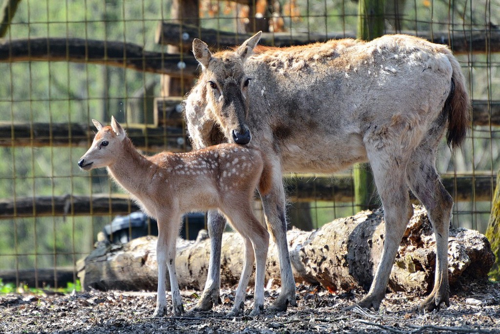 Illusztráció: Miskolci Állatkert és Kultúrpark