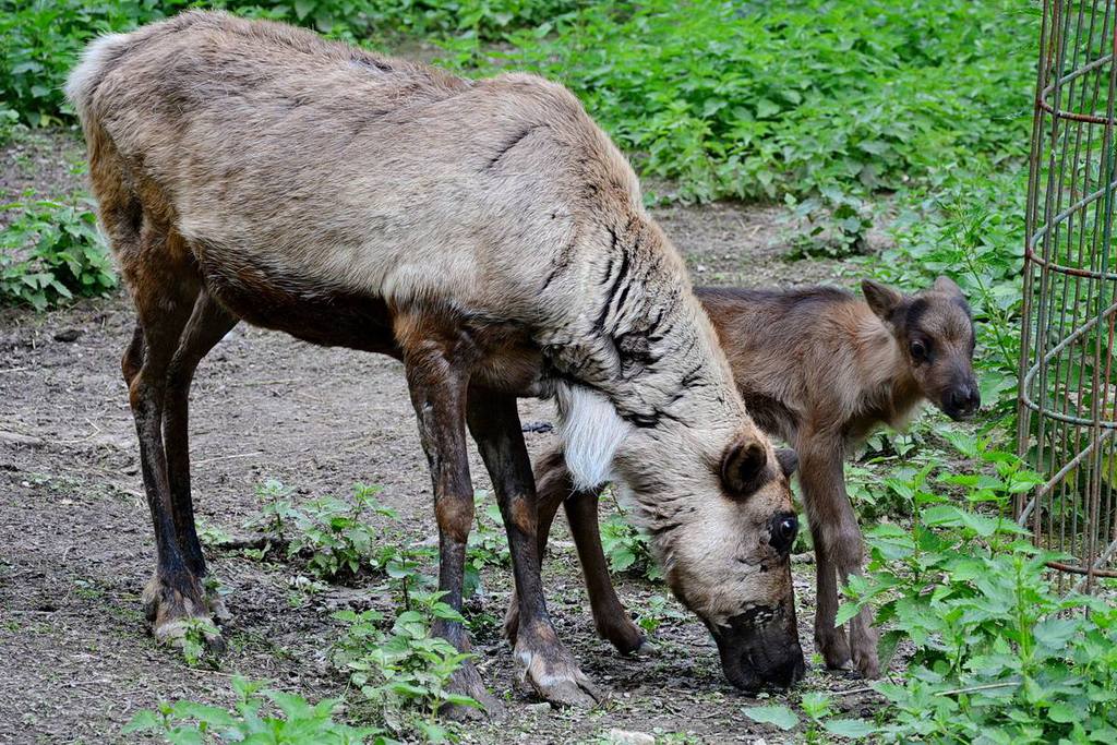 Fotó: Facebook/Miskolci Állatkert és Kultúrpark