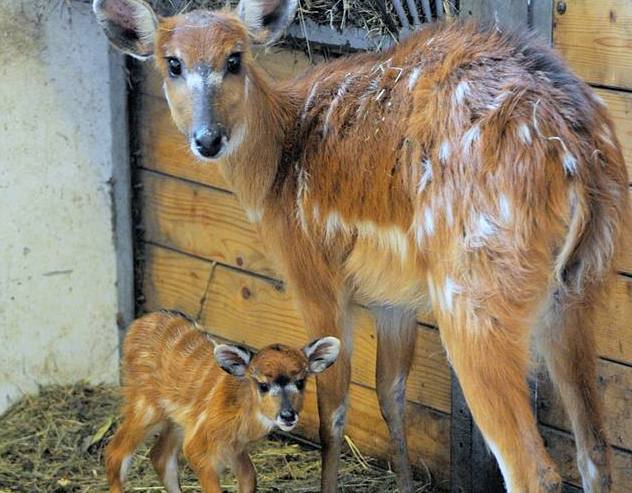 Forrás: Nyíregyházi Állatpark Facebook-oldala