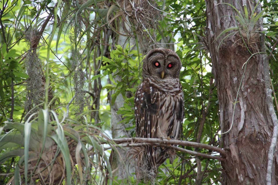 Everglades National Park Forrás: Török Zoltán/Facebook