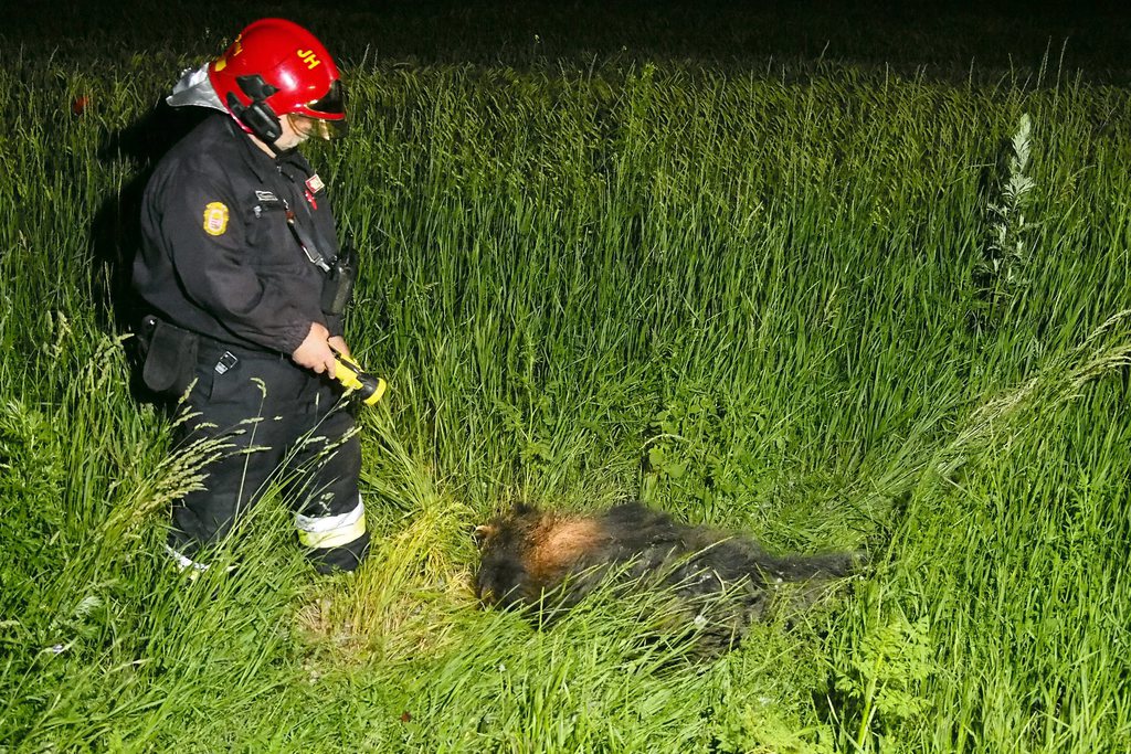 Elütött vaddisznó Jánoshalma határában, melynek teteme a kocsi szélvédőjének csapódott. MTI Fotó: Donka Ferenc